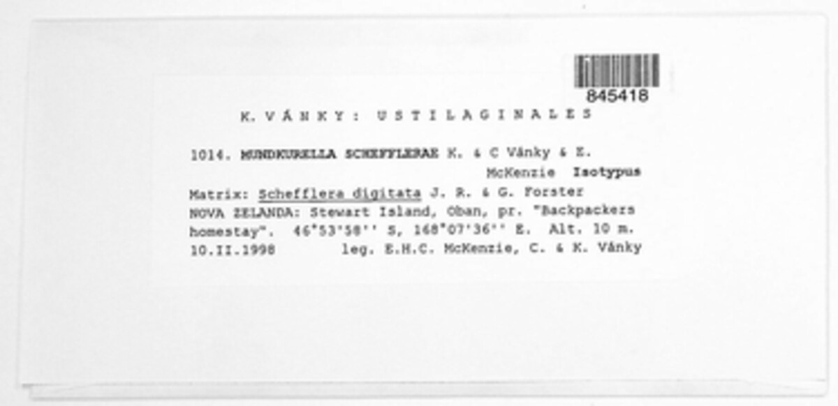Mundkurella schefflerae image